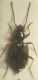Bembidion (Nepha) illigeri.jpg