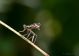 Platycnemis%20pennipes-female-trgedia_3651.jpg