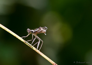 Platycnemis%20pennipes-female-trgedia_3651.jpg