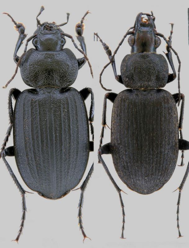 Licinus silphoides e Chl. tristis.jpg