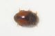 Coccinellidae1.JPG