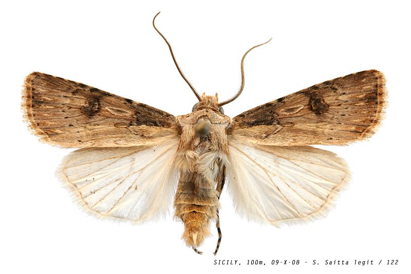 agrotis_puta_122.jpg