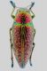 tn_Buprestidae 2.jpg