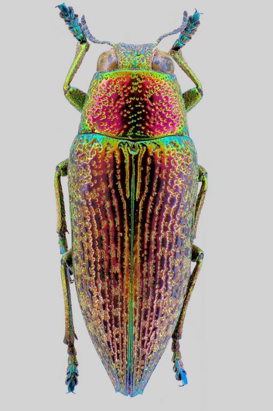 tn_Buprestidae 2.jpg