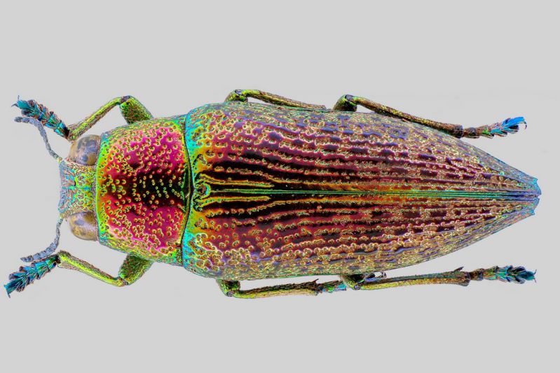 tn_Buprestidae 2 - Copia.jpg