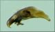 Ocydromus eleonorae edeago.jpg