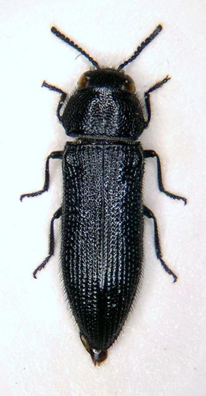 Acmaeodera crinita.JPG