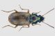 Pogonus luridipennis (2).jpg