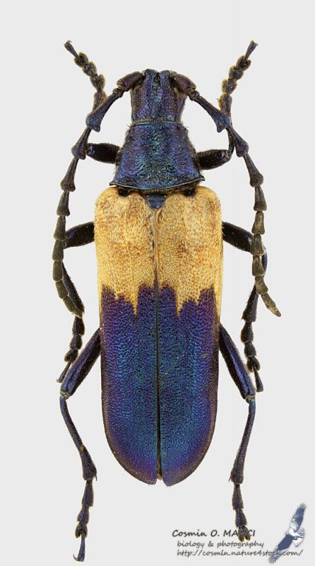 Desmocerus_palliatus_s.JPG