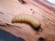 Larva1.jpg