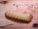 Larva2.jpg