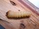 Larva3.jpg