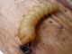Larva4.jpg