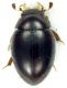 Cercyon_sp_Roma_10-I-2011_2mm.jpg
