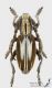 Iberodorcadion_perezi_m_s.jpg