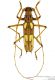 Eburodacrys-citreoguttata.jpg