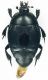 Histeridae_Tolfa_3-I-2011_10mm.jpg