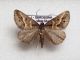 P. binaevata (4).jpg