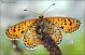 Melitaea_trivia_clido.jpg