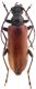 pseudomophlus.jpg