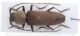 Hesperophanes maschio b.jpg