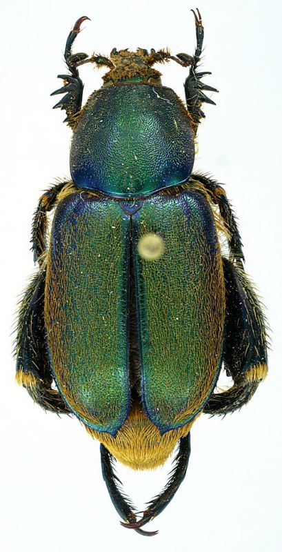 Glaphyrus_serratulae_maroccanus_Moyen_Atlas_Souk-el_Had_200m_4-VII-1989_20mm.jpg