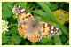vanessa cardui.JPG