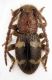 mutiloides.jpg