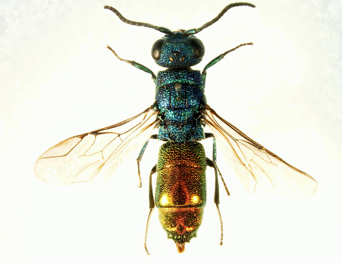 Chrysididae4H.jpg