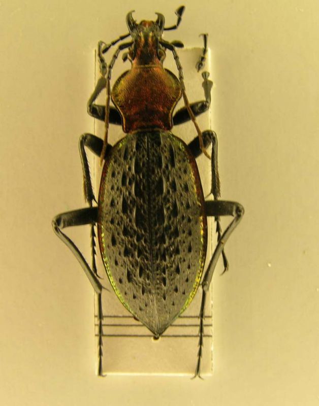 carabus 6.jpg