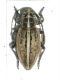 Dorcadion (Pedestredorcadion) arenarium marsicanum Fracassi, 1905 _female.jpg