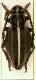 Dorcadion (Pedestredorcadion) etruscum (Rossi, 1790)_femmina_Medicina_Colacurcio_FEI.jpg