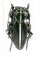 Dorcadion (Pedestredorcadion) arenarium marsicanum Fracassi, 1905_male .jpg