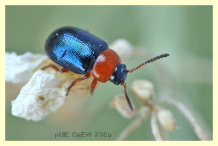 Chrysomelidae (3).JPG