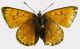 lycaena.jpg