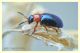 Chrysomelidae (2).JPG