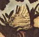 Ginevra-Este-Iphiclides.jpg