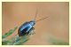 Chrysomelidae (1).JPG