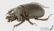 Ceratophyus hoffmannseggi_ls_C01665.jpg