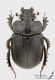 Ceratophyus hoffmannseggi_s_C01667.jpg