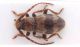 Parmena pubescens 1.jpg