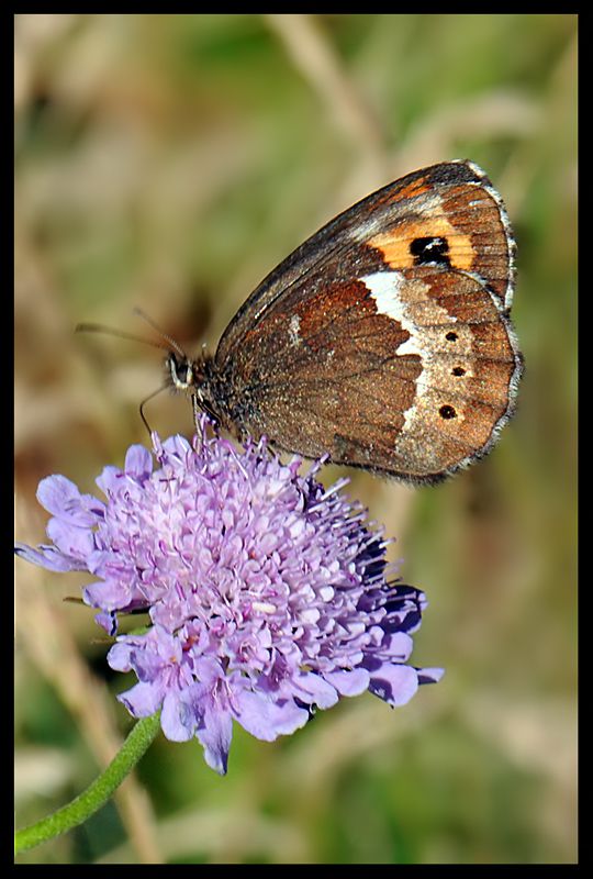 erebia_sp_1_51.jpg