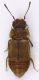 Staphylinidae_Bullica_17-I-2011_2,75mm.jpg