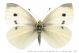 pieris_rapae_165.jpg
