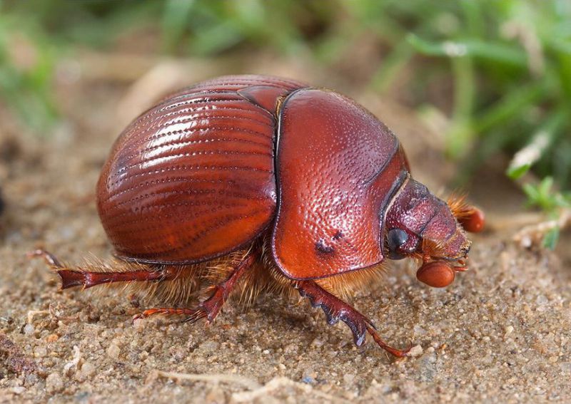 Bolbelasmus unicornis female (Vidin, BU) 1.jpg