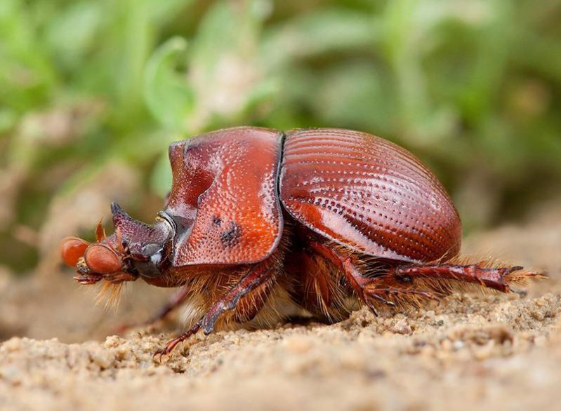 Bolbelasmus unicornis male (Vidin, BU) 2.jpg