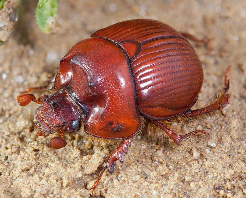 Bolbelasmus unicornis male (Vidin, BU) 1.jpg