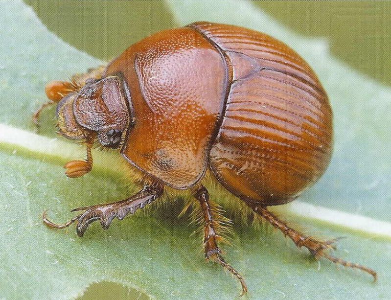 Bolbelasmus unicornis female (Austria).jpg