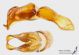 Holochelus_aequinoctialis_g_C01661.JPG