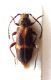 Semanotus-algiricus-(2)-ok.jpg